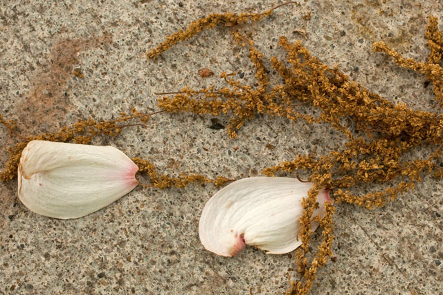 dogwood bracts and oak catkins