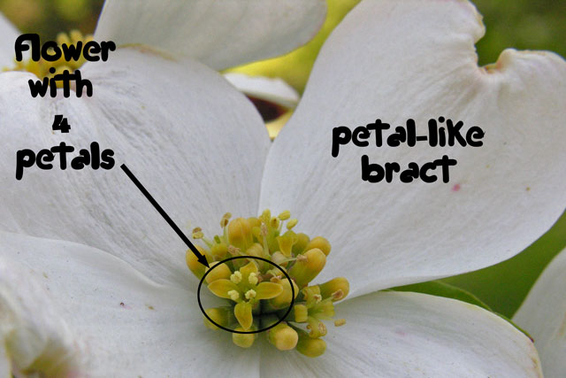 dogwood explained