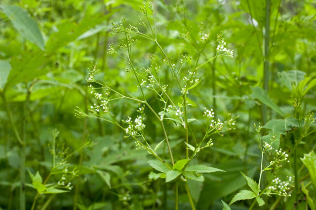 honewort at Oak Openings