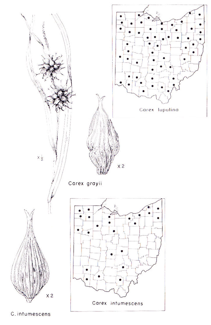 mace-headed sedge pics from E.Lucy Braun