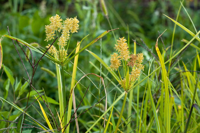 umbrella-sedge