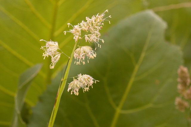 orchard grass