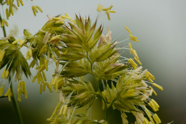 orchatd grass flowers