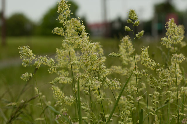 orchard grass flowers