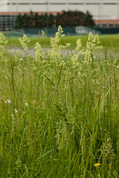 orchard grass