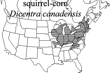 squirrel-corn map