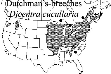 dutchman's breetches map