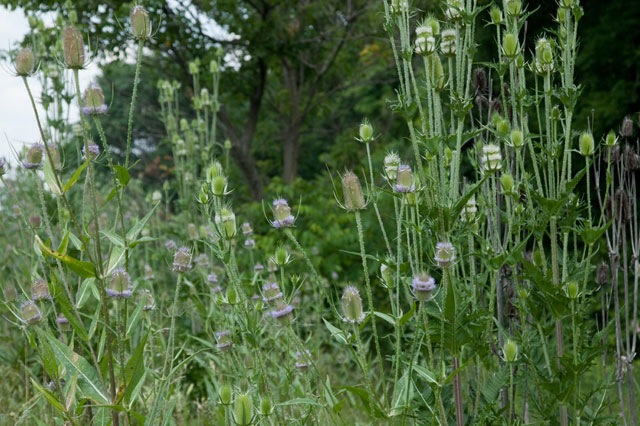 two too terrible teasels