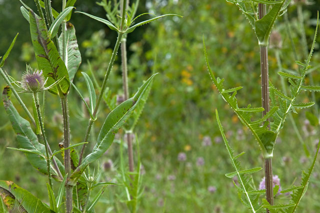 two too terrible teasel leaves