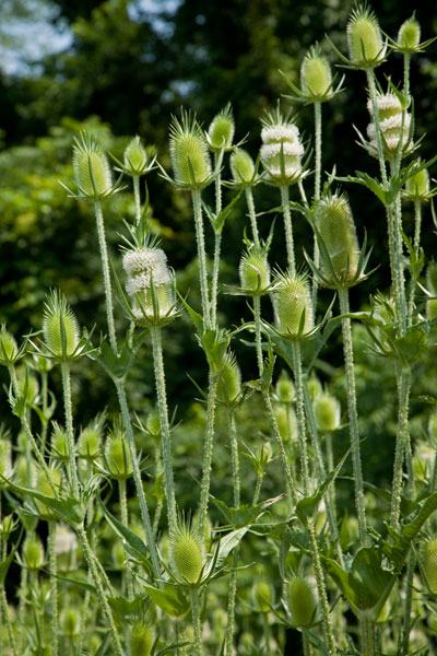 cut-leaved teasel