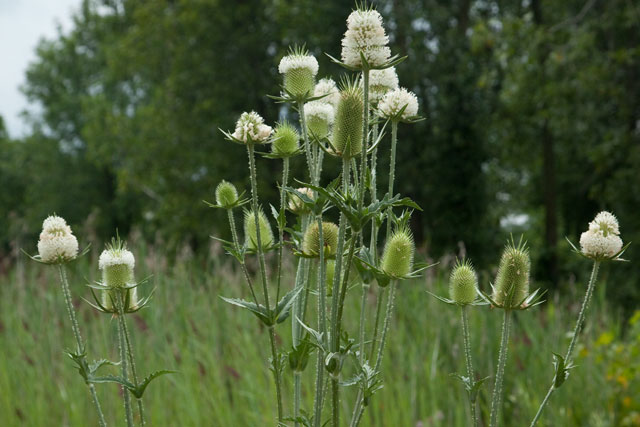 cut-leaved teasel