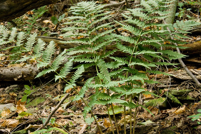 Goldie's fern