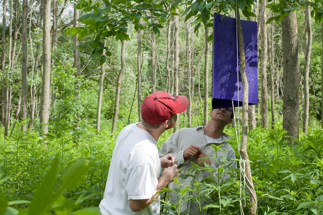 EAB trap at Oak Openings