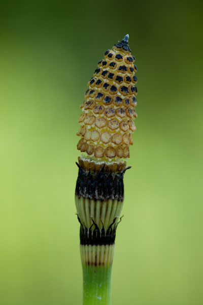 Equisetum hyemale