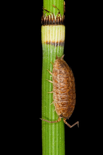 pillbug on Equisetum