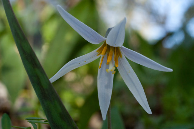 white trout-lily