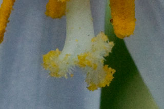 while trout-lily stigmas