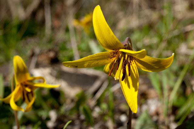 yellow trout-lily