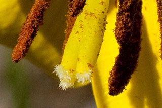 yellow trout-lily stigmas