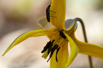 trout-lily purple stamens