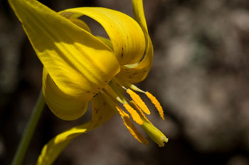 trout-lily with yellow pollen