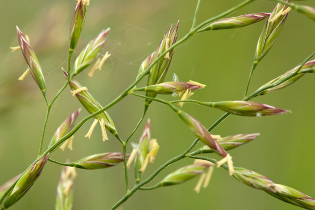 tall fescue