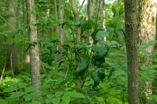 ash tree early symptoms