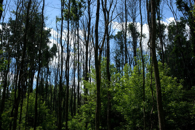 many dwad ash trees ar Oak Openings MetroPark