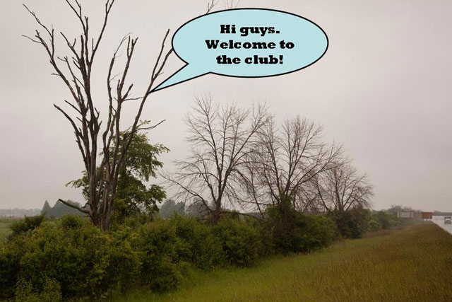 roadside elm and ash