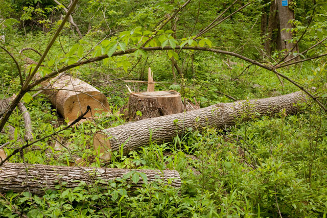 ash trees cut to slow EAB spread