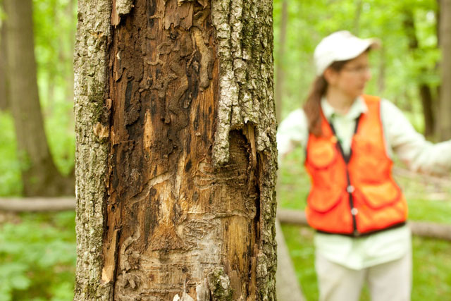 dead standingn ash tree