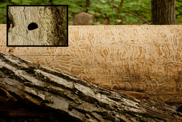 ash log showing galleries