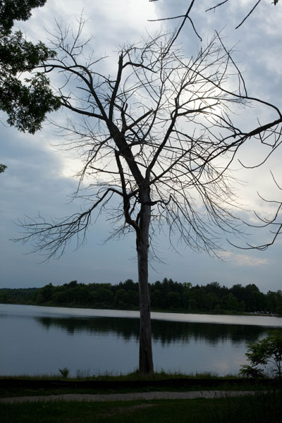 ash skeleton by lake