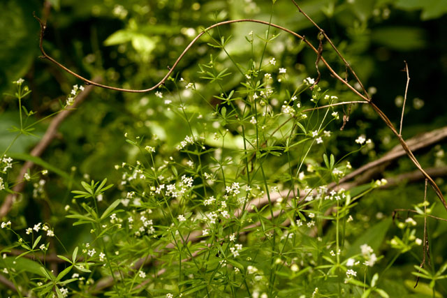 shining bedstraw