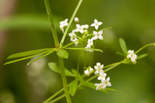 shining bedstraw