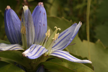 gentian