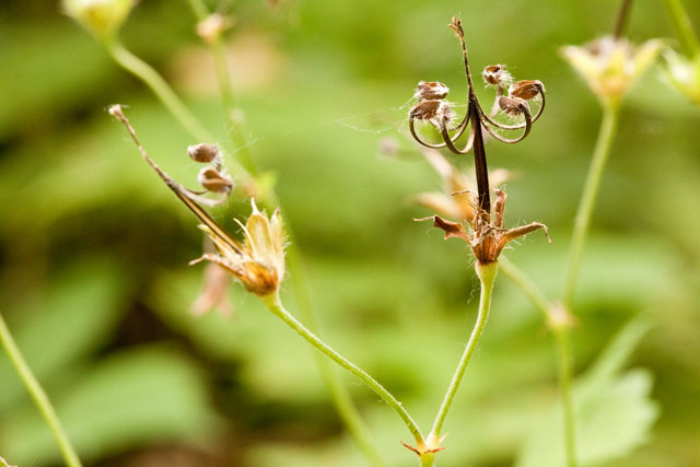 geranium fuits