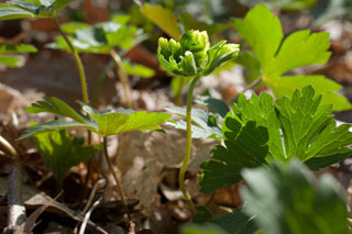 rescued geranium leaf