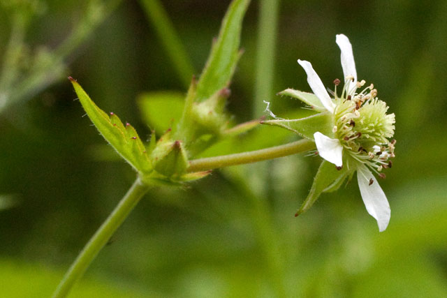 Canada avens flower