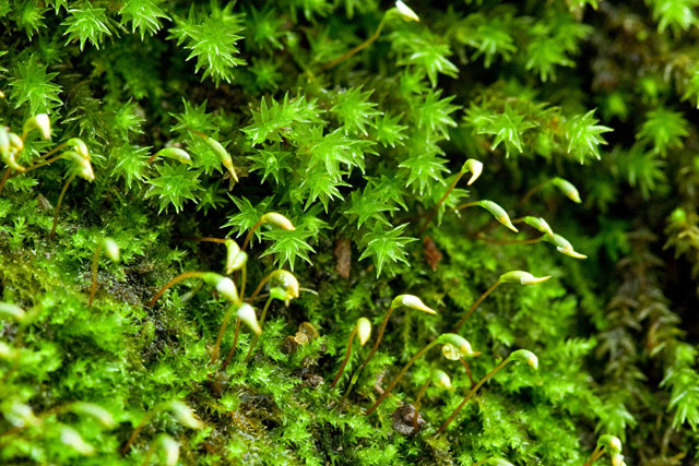 Homomalium and Hedwigia