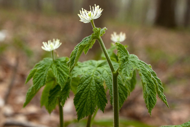 gldenseal flowering plant