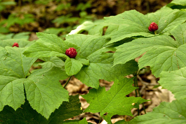 goldenseal group