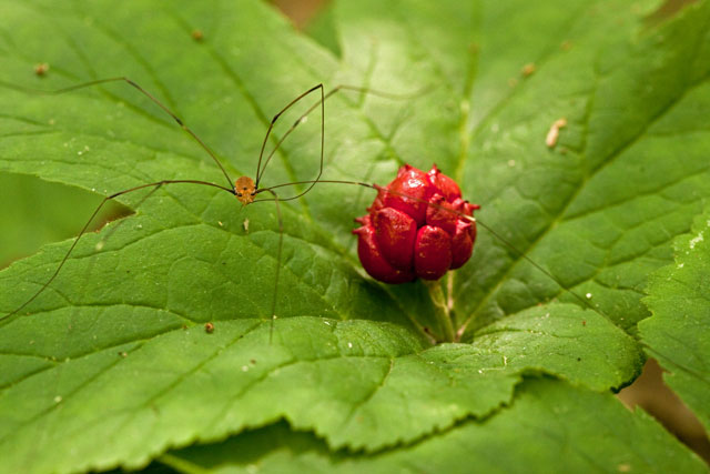 harvestman on Hydrastis