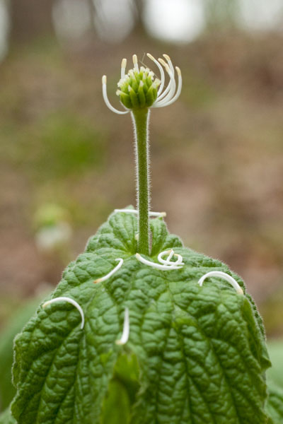 goldenseal late stage flower