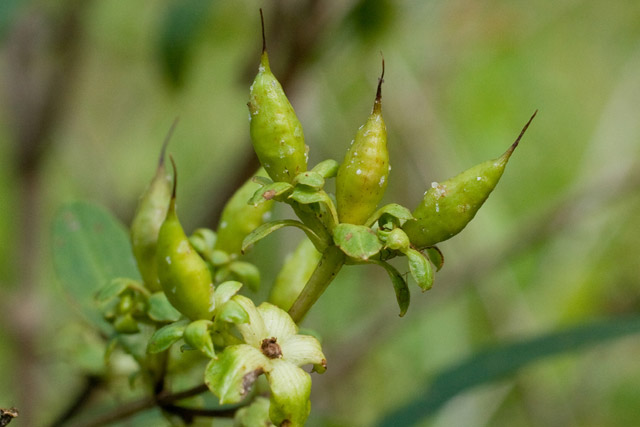 St. Johnswort capsules