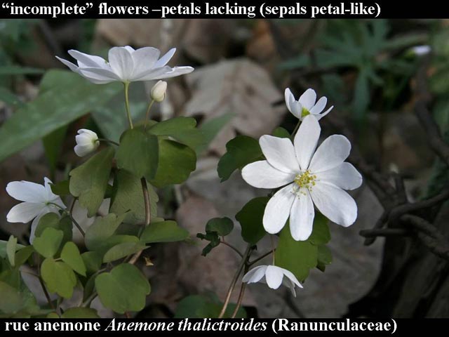 rue-anemone