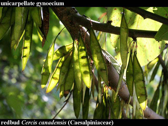 redbud fruits