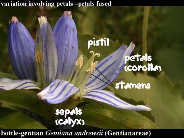 bottle gentian