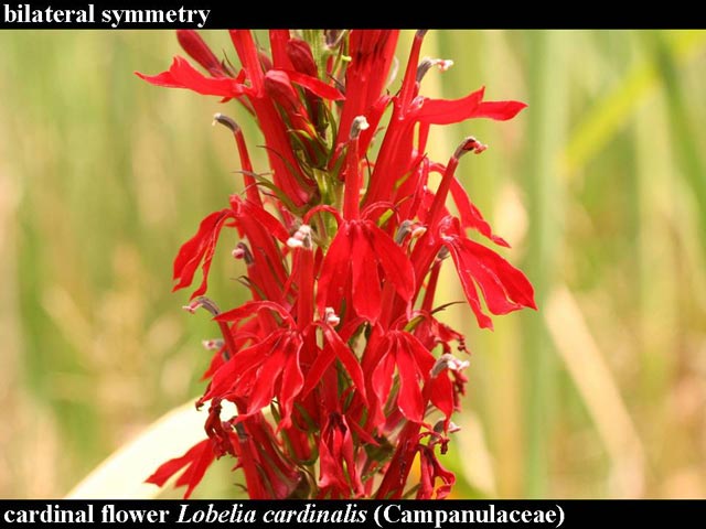 cardinal-flower