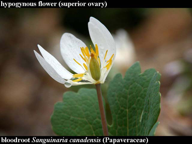 bloodroot